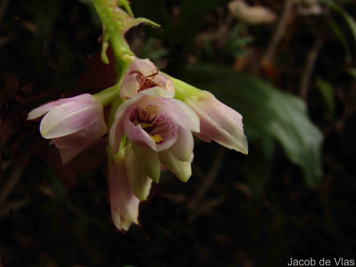 Geodorum densiflorum (Lam.) Schltr.